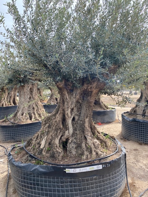 Olijfboom Olea Europaea BA-39