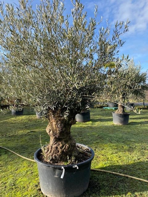 Olijfboom Olea Europaea BA-4V