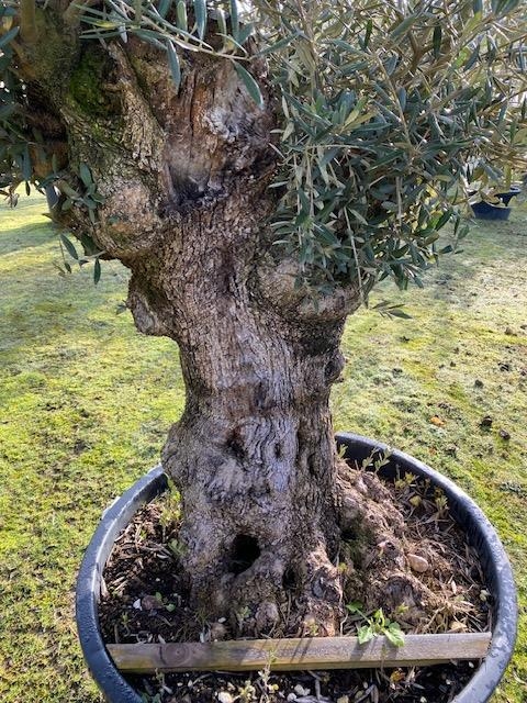 Olijfboom Olea Europaea BA-4V