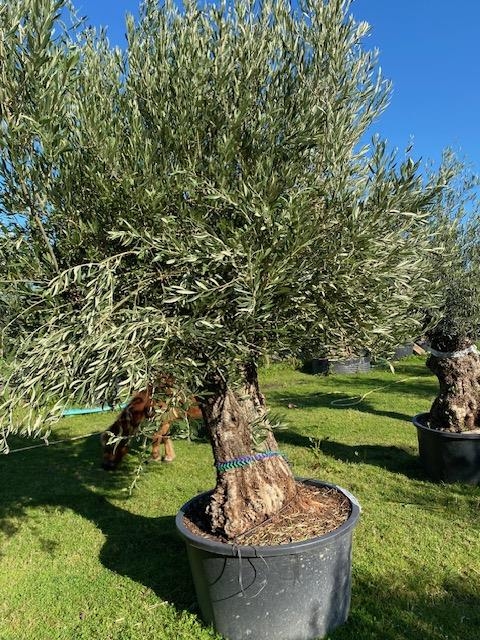 Olijfboom Olea Europaea BA53