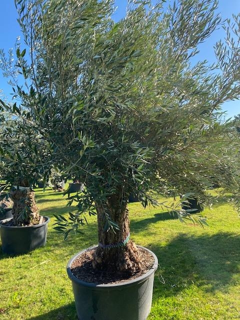 Olijfboom Olea Europaea BA53