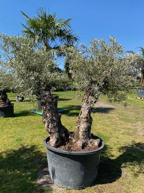 Olijfboom Olea europaea dubbelstam BL-14