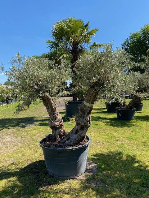 Olijfboom Olea europaea dubbelstam BL-14