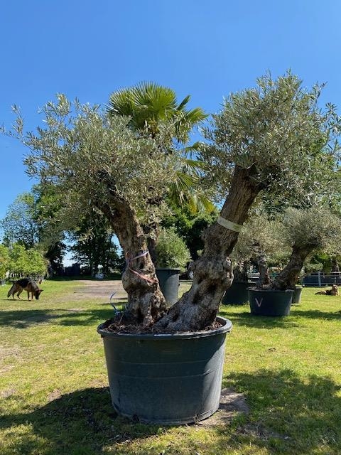 Olijfboom Olea europaea dubbelstam BL-14