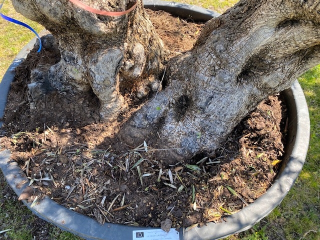 Olijfboom Olea europaea dubbelstam BL-14