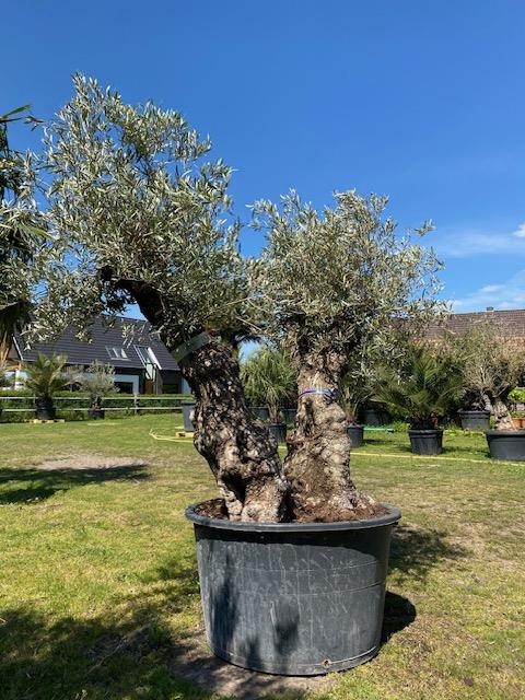 Olijfboom Olea europaea dubbelstam BL-14