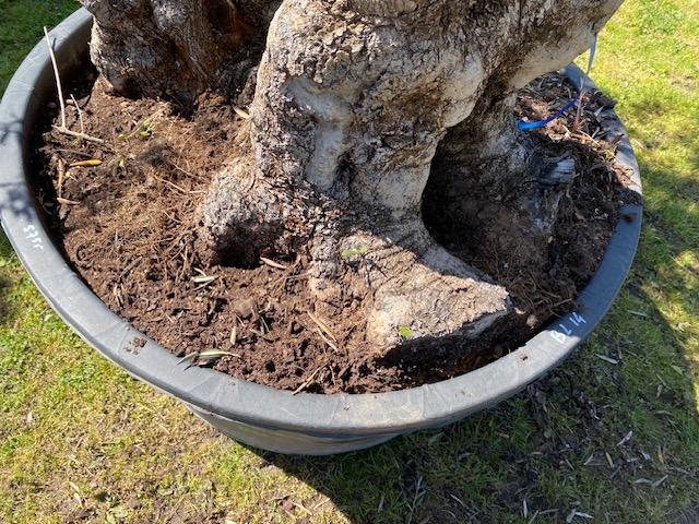 Olijfboom Olea europaea dubbelstam BL-14