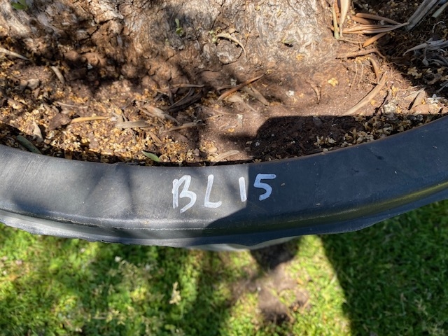Olijfboom Olea Europaea dubbelstam BL-15