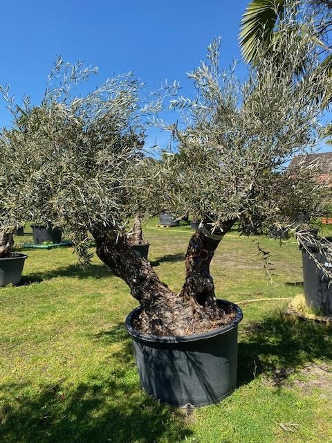 Olijfboom Olea Europaea dubbelstam BL-15
