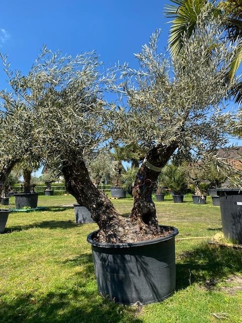 Olijfboom Olea Europaea dubbelstam BL-15