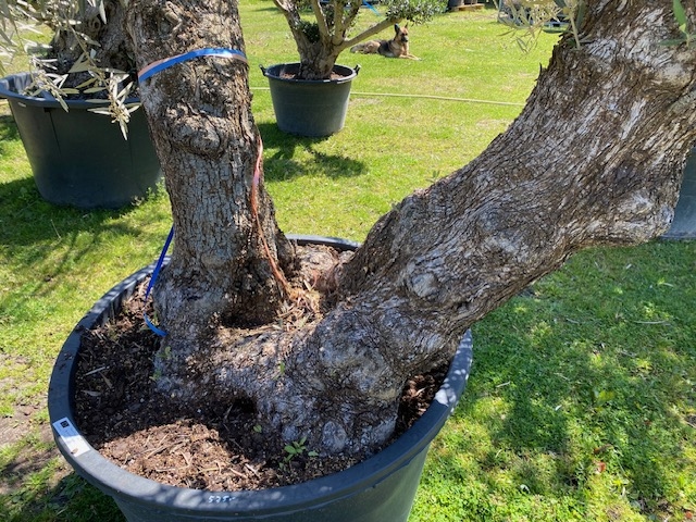 Olijfboom Olea Europaea dubbelstam BL-15