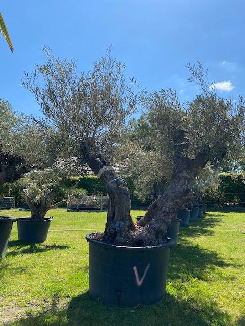 Olijfboom Olea Europaea dubbelstam BL-15