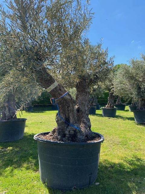Olijfboom Olea Europaea dubbelstam BL-15