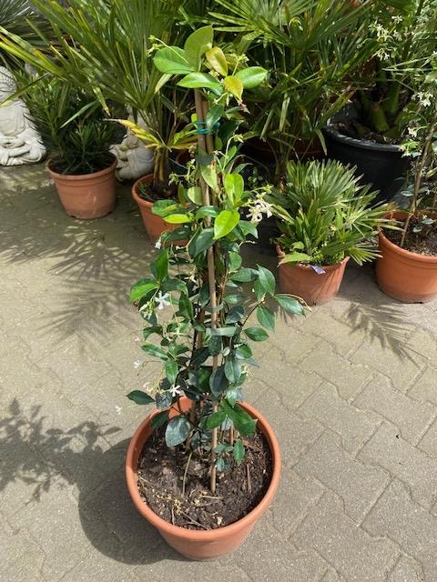 Toscaanse jasmijn  trachelosperum jasminoides