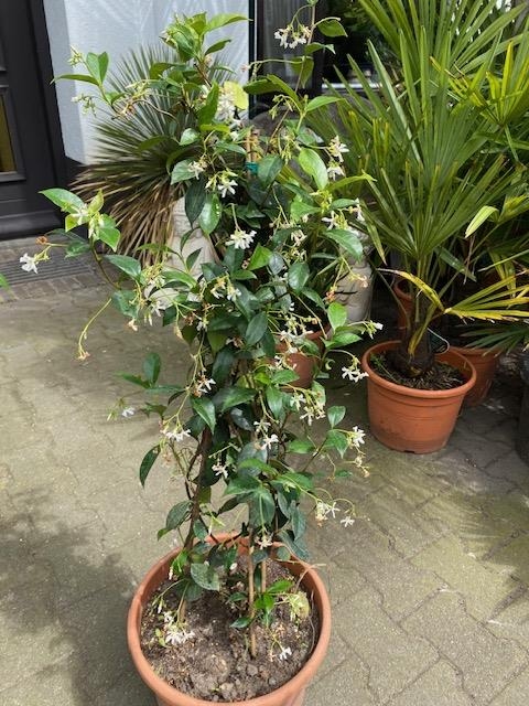 Toscaanse jasmijn  trachelosperum jasminoides