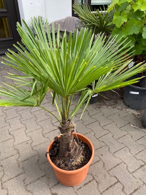 Trachycarpus fortunei ±20 cm stamhoogte