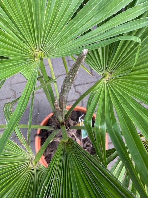 Trachycarpus fortunei ±25 cm stamhoogte