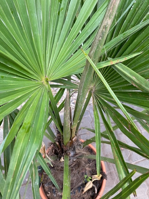 Trachycarpus fortunei ±30cm stamhoogte