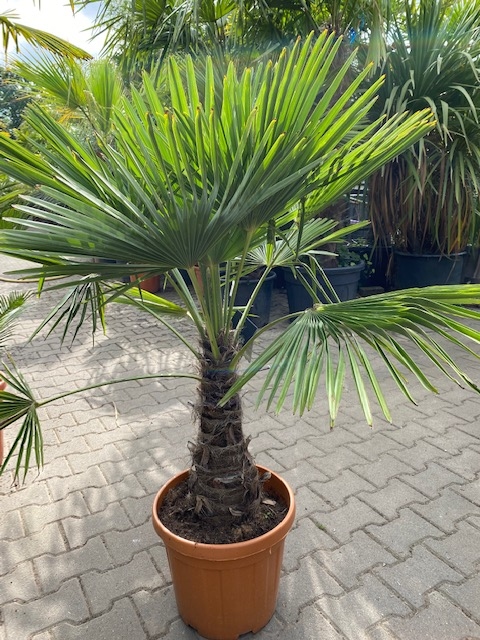 Trachycarpus fortunei ±35-40cm stamhoogte