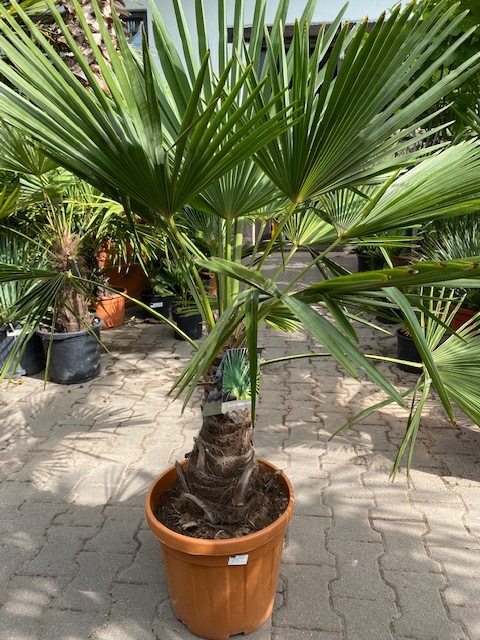 Trachycarpus fortunei ±35-40cm stamhoogte