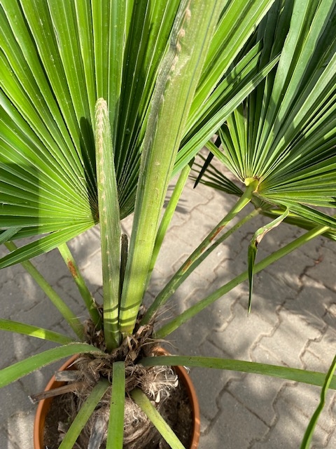 Trachycarpus fortunei ±35-40cm stamhoogte