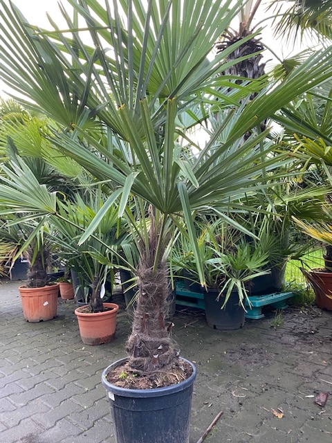 Trachycarpus fortunei ±40cm stamhoogte
