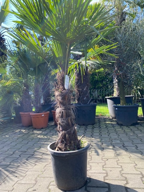 Trachycarpus fortunei ±50cm stamhoogte