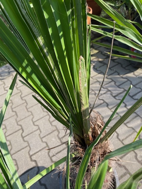 Trachycarpus fortunei ±50cm stamhoogte