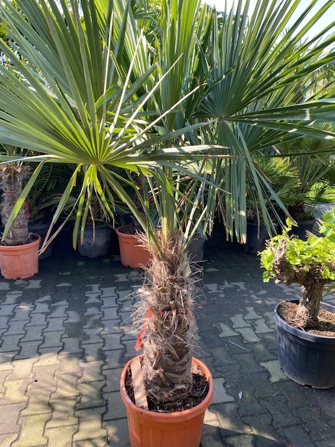 Trachycarpus fortunei ±60cm stamhoogte