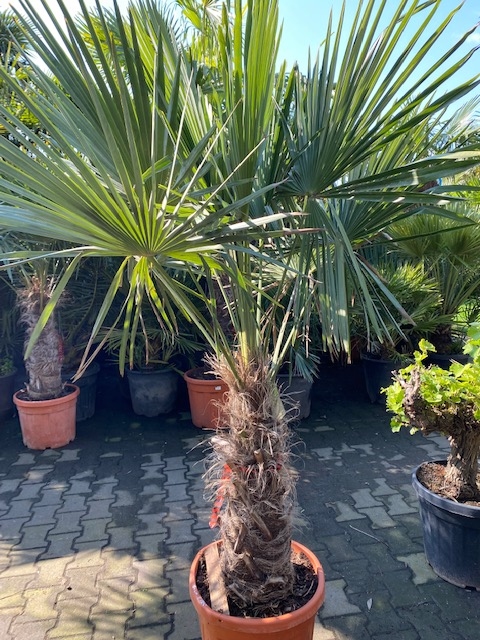 Trachycarpus fortunei ±60cm stamhoogte