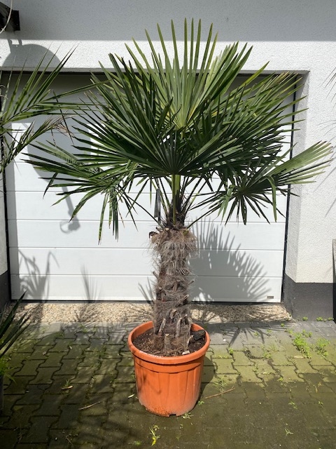 Trachycarpus fortunei ±70cm stamhoogte