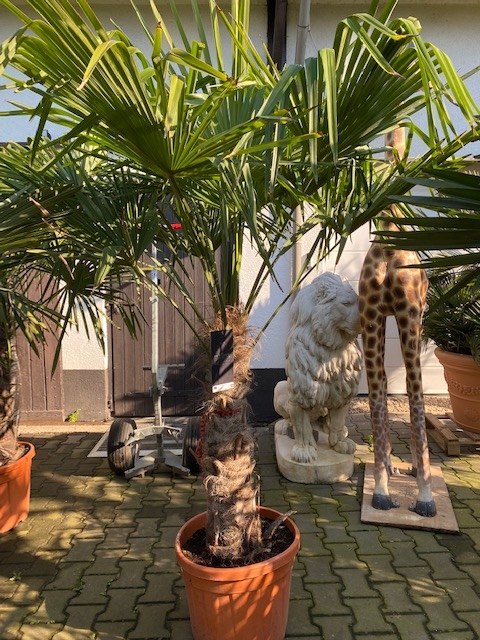 Trachycarpus fortunei ±80cm stamhoogte