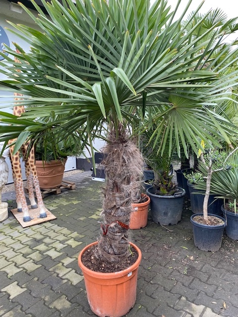 Trachycarpus fortunei ±90cm stamhoogte