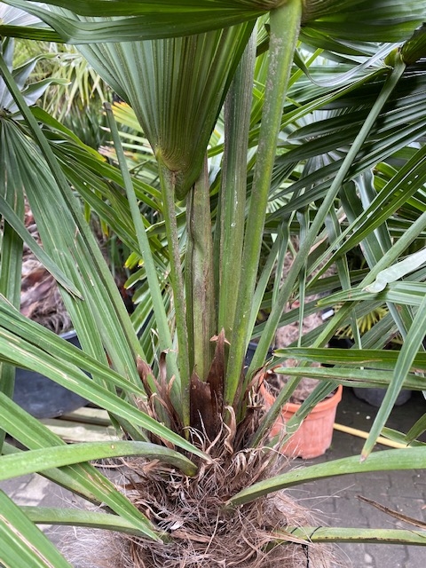 Trachycarpus fortunei ±90cm stamhoogte
