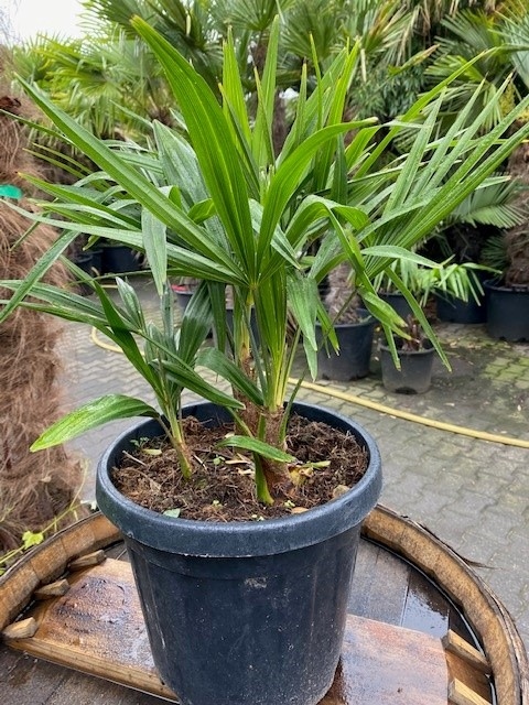 Trachycarpus fortunei 3stam