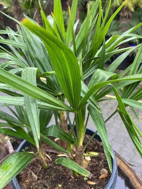 Trachycarpus fortunei 3stam