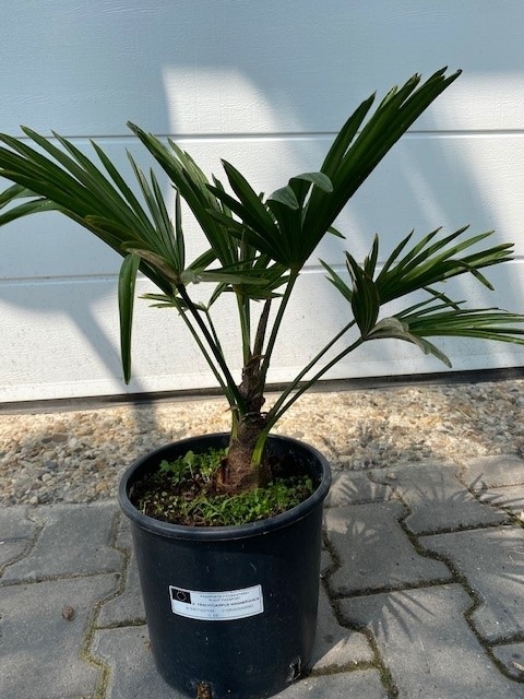 Trachycarpus wagnerianus ± 10cm stamhoogte