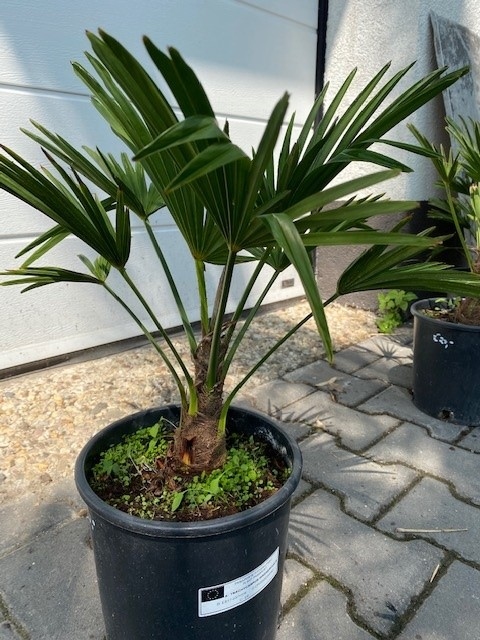 Trachycarpus wagnerianus ± 10cm stamhoogte