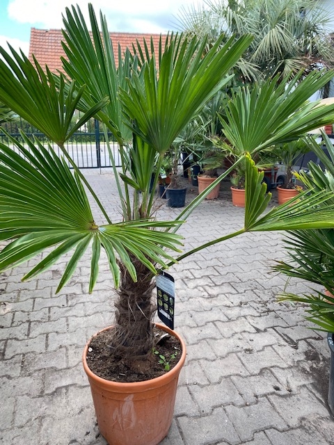 Trachycarpus Wagnerianus ±40cm stamhoogte