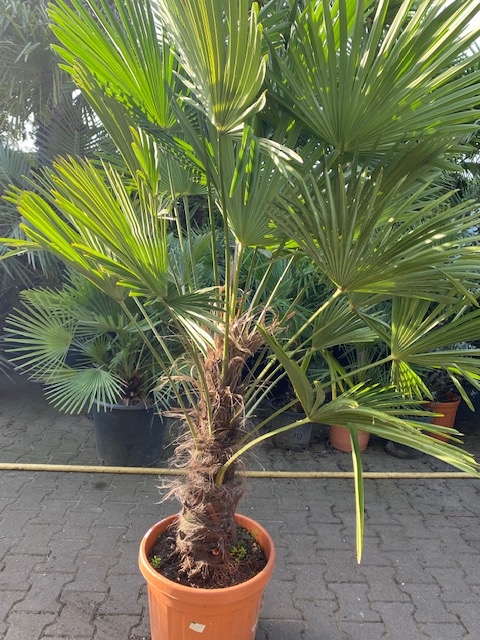 Trachycarpus Wagnerianus ±60cm stamhoogte