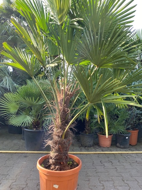 Trachycarpus Wagnerianus ±60cm stamhoogte