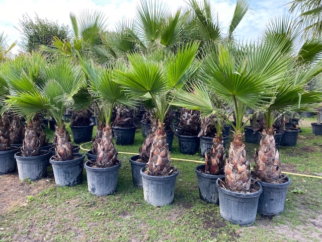 Washingtonia Robusta ±50-60 stamhoogte