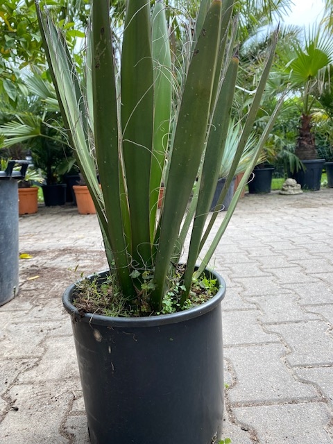 Yucca Carnerosana planthoogte ± 40-45cm