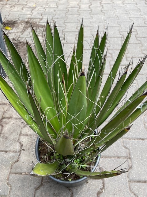 Yucca Carnerosana planthoogte ± 40-45cm
