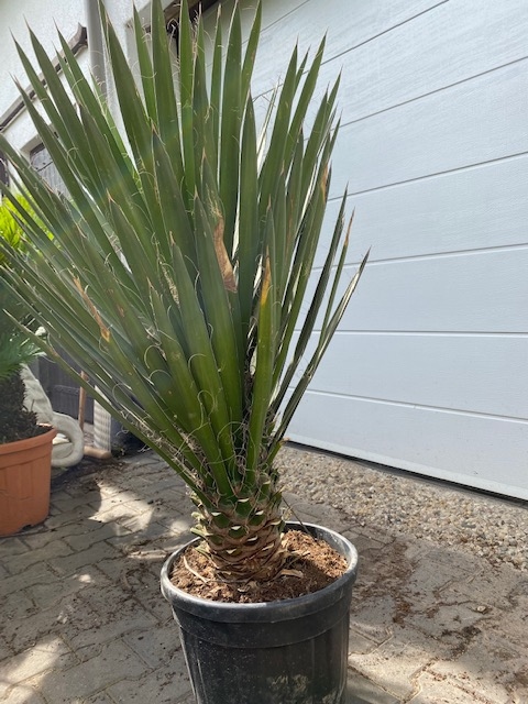 Yucca Filifera enkelstam