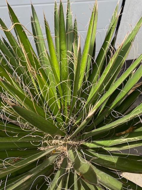 Yucca Filifera enkelstam