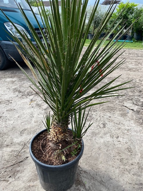 Yucca Filifera meerstammig 2-3 stam