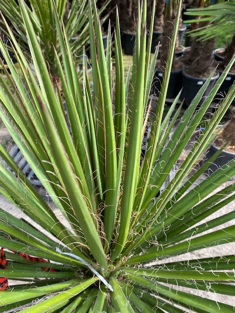 Yucca Filifera meerstammig 2-3 stam