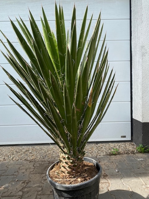 Yucca Filifera Planthoogte ± 90cm