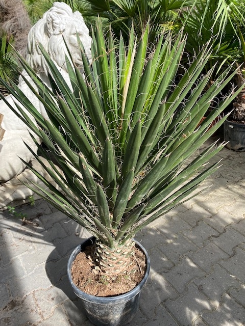 Yucca Filifera Planthoogte ± 90cm